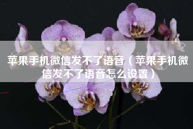 苹果手机微信发不了语音（苹果手机微信发不了语音怎么设置）