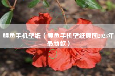 鲤鱼手机壁纸（鲤鱼手机壁纸原图2023年最新款）