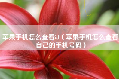 苹果手机怎么查看id（苹果手机怎么查看自己的手机号码）