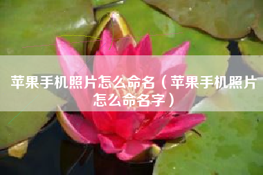苹果手机照片怎么命名（苹果手机照片怎么命名字）