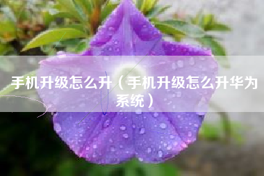 手机升级怎么升（手机升级怎么升华为系统）