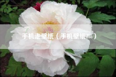 手机走壁纸（手机壁纸dio）