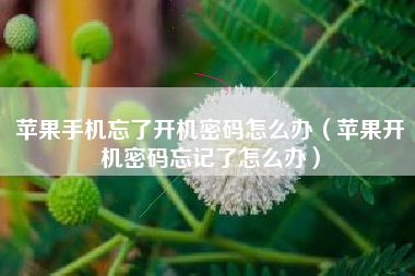 苹果手机忘了开机密码怎么办（苹果开机密码忘记了怎么办）