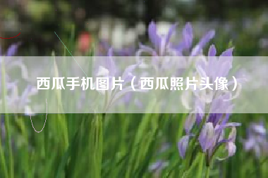 西瓜手机图片（西瓜照片头像）