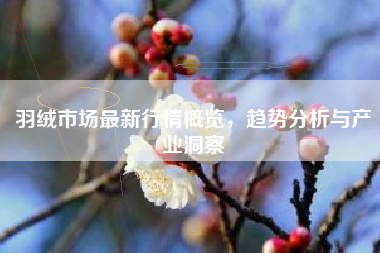 羽绒市场最新行情概览，趋势分析与产业洞察