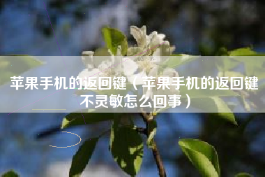 苹果手机的返回键（苹果手机的返回键不灵敏怎么回事）