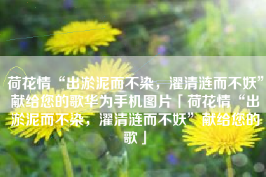 荷花情“出淤泥而不染，濯清涟而不妖”献给您的歌华为手机图片「荷花情“出淤泥而不染，濯清涟而不妖”献给您的歌」
