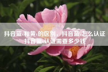 抖音蓝v和黄v的区别，抖音蓝v怎么认证抖音蓝v认证需要多少钱