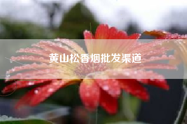黄山松香烟批发渠道